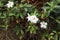 White flower in pots. Dipladenia in greenhouse. Mandevilla sanderi.