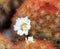 White flower of prickly pear