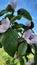 White flower of Quince tree Cydonia oblonga