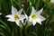 White flower rain lily or fairy lily blooming on the flower garden and yellow pollen in the middle. Green leaves like onion leave