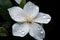 White Flower with Raindrops