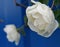White flower in raindrops of a park rose Burnet Double White on blue background