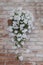 White Flower on Red Brick Wall, Venice