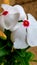 White Flower with Red Dot for Poster, Postcard, Magazine Layout and Design