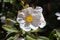 White Flower Rockrose