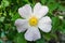 White flower rosehip, close up. Selective soft focus