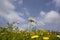 White flower Scabiosa columbaria among a field of yellow wild chrysanthemums against the blue sky with clouds