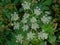 white flower screen of hoghweed - Heracleum