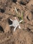 A white flower of sea daffodil Pancratium maritimum growing the