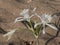 A white flower of sea daffodil Pancratium maritimum growing the