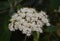 White flower shrub ever green leaf growing in inflorescence parks is a round hemisphere composed of small flowers close-up