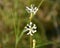 White flower of Silene portensis on dirt roadside.