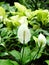 white flower Spathiphyllum