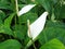 white flower Spathiphyllum