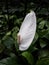 White flower of Spathiphyllum cochlearispathum.