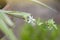 White flower of Spider Plant or Chlorophytum bichetii Karrer Backer bloom in brown pot in the garden.