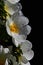 White flower and spikes of decorative flowering park shrub dog rose Rosa Canina on dark background