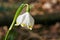 White flower Spring Snowstorm in forest