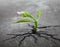 White flower sprout grows through asphalt