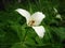 White flower with three petals