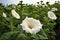 White flower of tobacco in the field on a background of green leaves