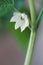 White flower of tomato