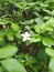 White flower in the tree