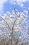 White flower tree Bauhinia variegata with blue sky