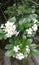 White Flower Tropic Kemuning Tree