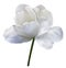 White flower tulip on white isolated background with clipping path. Close-up. no shadows. Shot of White Colored.