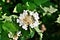 White flower Viburnum opulus