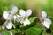 White flower Viola Alba with green leaves.