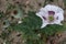 White flower with violet internal petals and green poppy-heads of Opium Poppy plant, latin name Papaver Somniferum