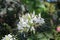 White Flower with a Wasp