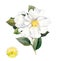 White flower. Watercolor botanical illustration