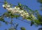 White flower on white background