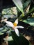 White flower, white colour Lemon flower