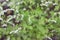 White Flower of White Mugwort vetgetable