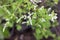 White Flower of White Mugwort vetgetable