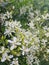 White Flower in the Wilderness