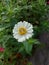 White flower with yellow pistil blooming on green background