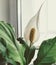 White flower with a yellow stamen of spathiphyllum indoors