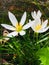 White flower with Yellow stigma.Beautiful flowery nature.Green plants.