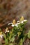 White flower on Yerba mansa plant, Anemopsis californica