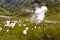 White flowered cotton grass