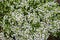 White flowered creeping thyme flowers in close up