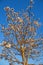 White flowered ipe with blue sky.