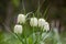 White-flowered snake& x27;s head fritillaries & x28;Fritillaria meleagris& x29;