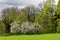 White flowering apple trees at forest spring season nature background