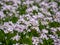 White Flowering bittercress in spring